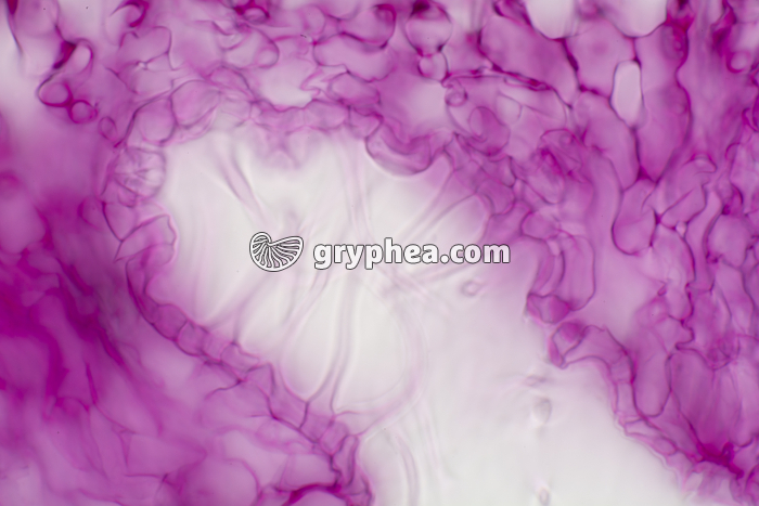 Feuille de Laurier rose cryptes stomatifères CT x200 - gryphea.com